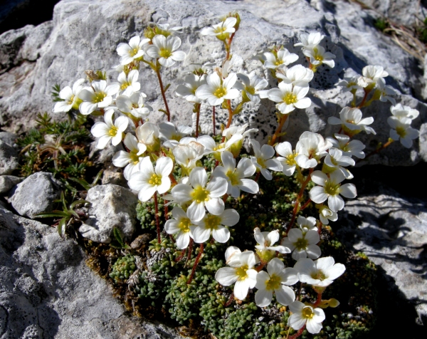 Saxifraga caesia / Sassifraga verdazzurra